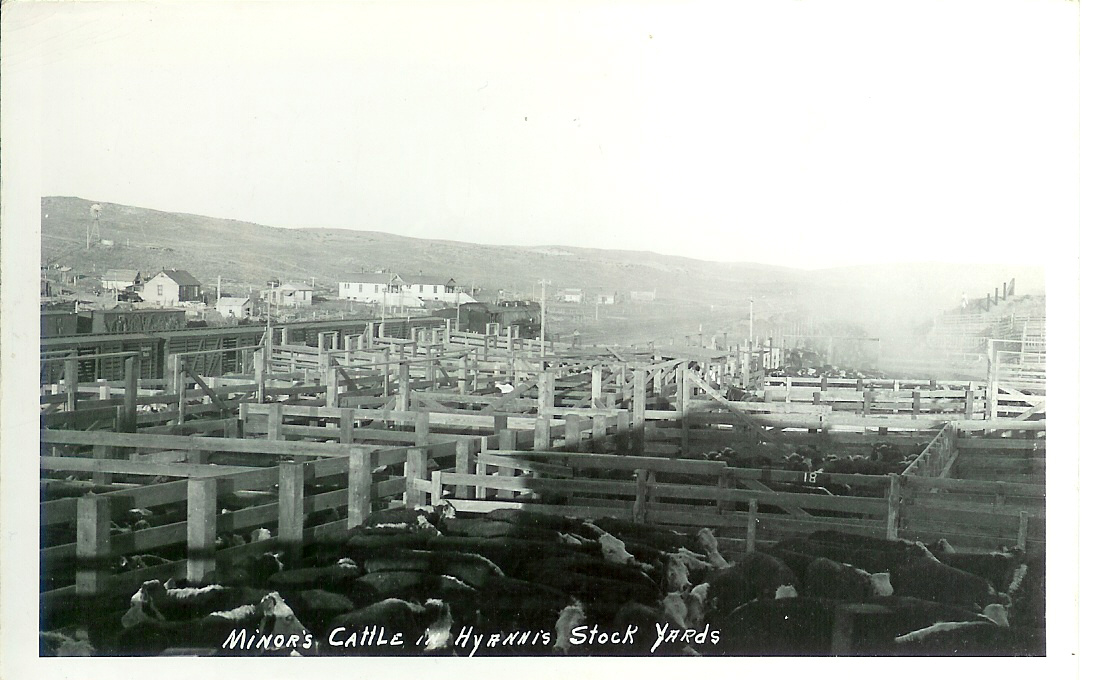 Hyannis Stock Yards with Minor Cattle